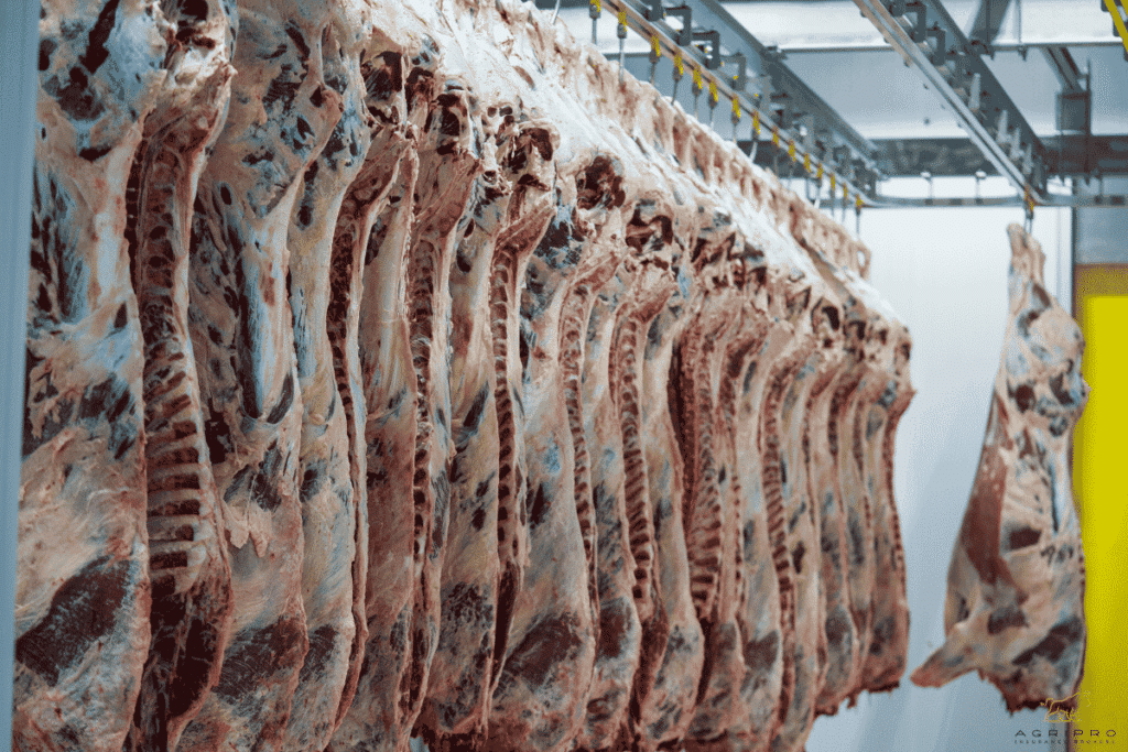Beef carcasses hanging in an Australian abattoir cold room — meat processing operations covered by management liability insurance