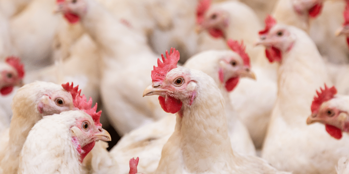 Poultry Farm Insurance